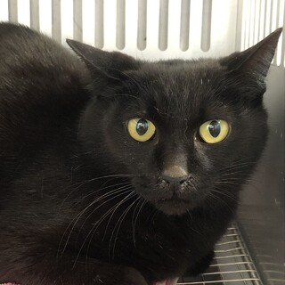 譲渡されました。