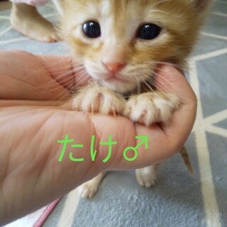 ちゃとら赤ちゃん。問い合わせ多数の為一時停止。