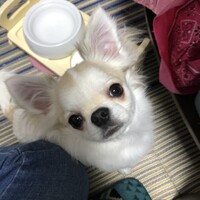 ポン助