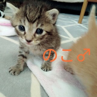 きじおす赤ちゃん。問い合わせ多数のため一時停止