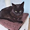 グリーンアイズの黒猫さん❣ サムネイル2