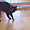 グリーンアイズの黒猫さん❣ サムネイル6