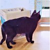グリーンアイズの黒猫さん❣ サムネイル7