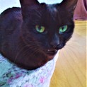 グリーンアイズの黒猫さん❣