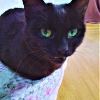 グリーンアイズの黒猫さん❣