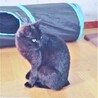 グリーンアイズの黒猫さん❣ サムネイル3