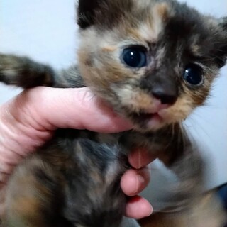 さびあかちゃん