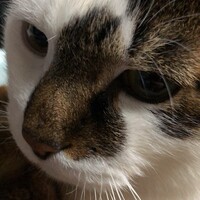 ふく