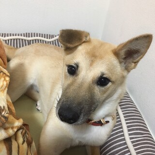 小ぶりな恥ずかしがりやの女の子　ノエちゃん