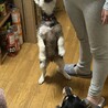 トライアル中！山の中に遺棄された仔犬 サムネイル4