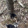 トライアル中！山の中に遺棄された仔犬 サムネイル5
