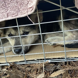 トライアル中！山の中に遺棄された仔犬
