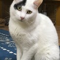 【里親さま決定】幸運の鍵しっぽ♡ショパン君