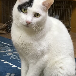 【里親さま決定】幸運の鍵しっぽ♡ショパン君