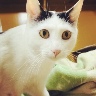 【里親さま決定】歌川国芳の日本猫☆ 八雲くん