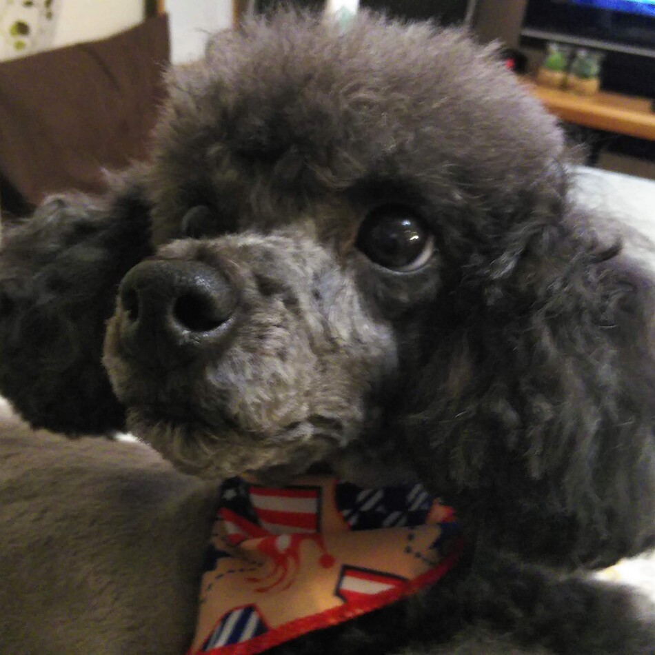 成(せい)のカバー写真