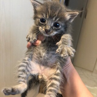 男の子グレー赤ちゃん