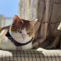 こむぎ