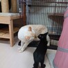 5歳シャムmixの人懐っこいチロ君 サムネイル5