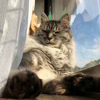 6歳ふわもふのマルシェちゃん