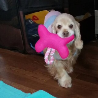 天真爛漫！アメコカの女の子 推定3歳