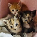 可愛い子猫たちの里親さん募集してます!!