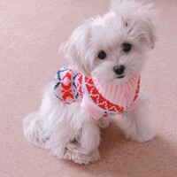 はな