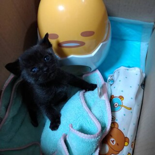 男の子。くろねこあかちゃん