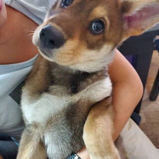 【リンギット】おかげさまで里親様が決まりました！