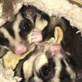 フクロモモンガ