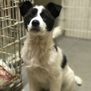 《交渉中》3ヶ月の男の子【たるたるくん】