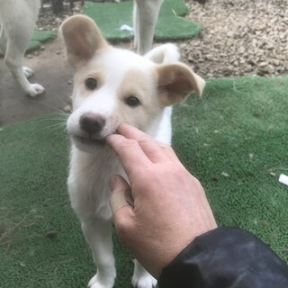 《交渉中》雑種の女の子3ヶ月【ソルトちゃん】