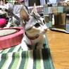 ねこのまど