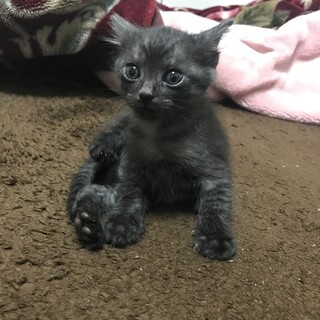 元気一杯の子猫です！！
