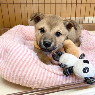 キラキラお目目の柴系リンちゃん‼︎1ヶ月半