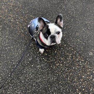 フレブル/銀治郎　2歳