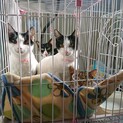 飼主持込の猫たち(T皿T)　※女のコ用