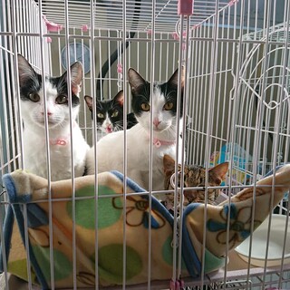 飼主持込の猫たち(T皿T)　※女のコ用