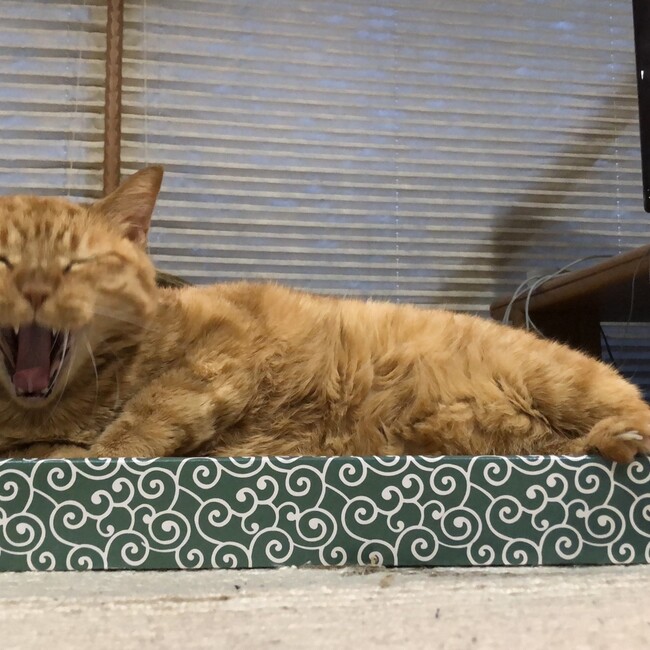 明日香りん61のカバー写真