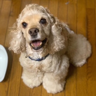 人見知りなし！アメコカ男子