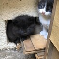 子猫の里親様を募集致します