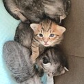 生後2週間子猫