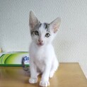可愛い子猫の里親さんを探しています～こころ君～