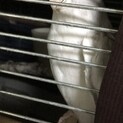 里親決定しました(*^^*)