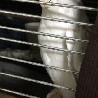 里親決定しました(*^^*)