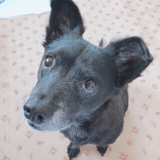 とても穏やかで優しい男の子、チェリーくん♪