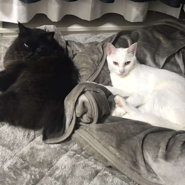 shiho0216のカバー写真