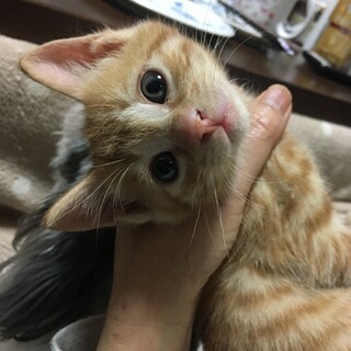 捨て子猫の茶トラ。元気いっぱいです。(募集多数)