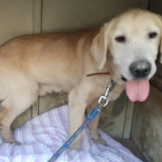 ブリ－ダ－崩壊★あゆたろー(ラブ)9歳★岐阜～