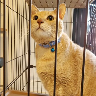 薄柄茶トラ猫のちびちゃん